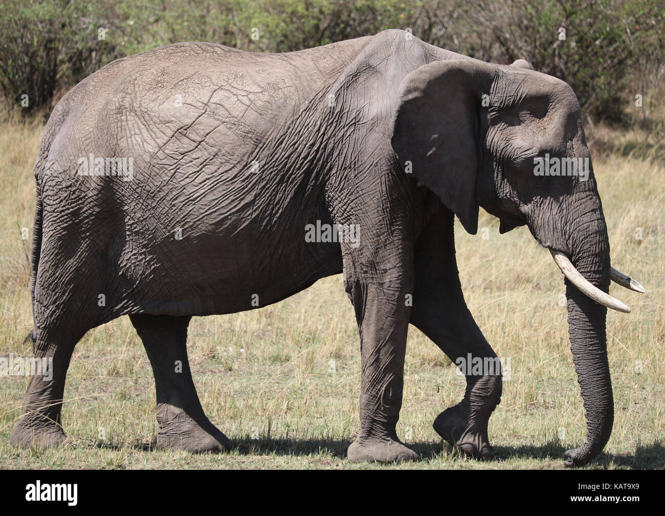 African Elephant - Masai Mara National Reserve - Kenya Stock Photo - Alamy
