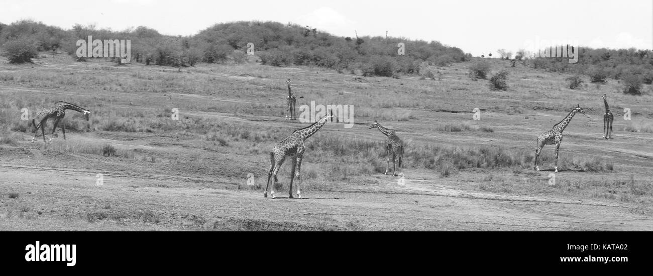 A tower (group) of Masai giraffes - Masai Mara National Reserve - Kenya Stock Photo