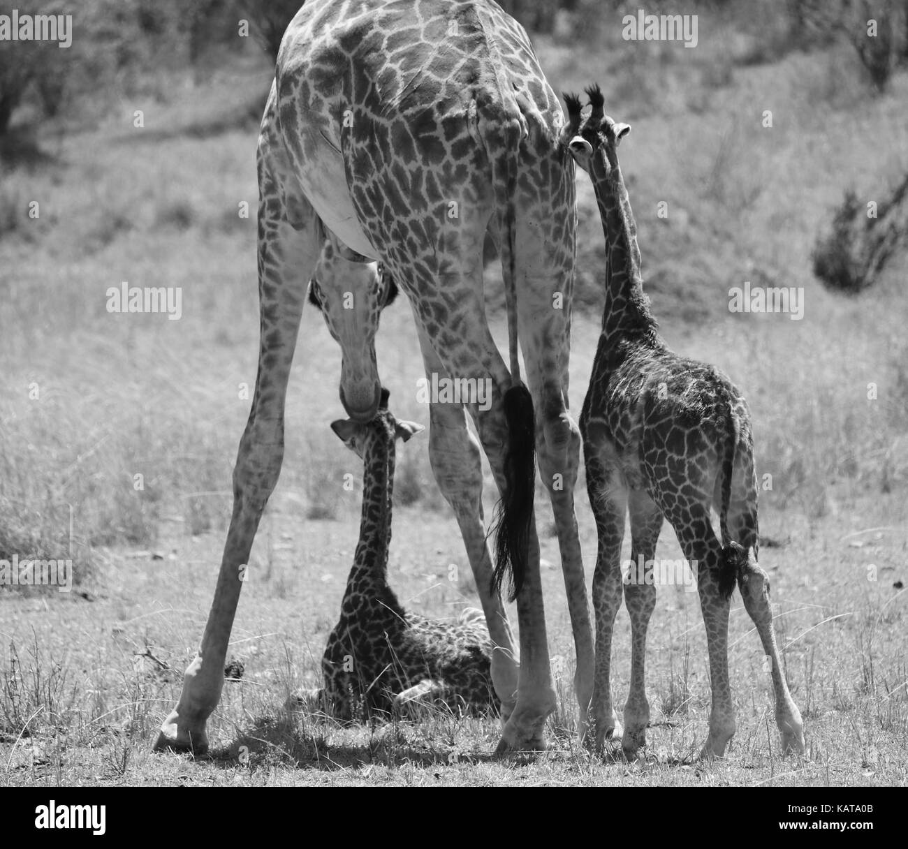 Mother and young Masai Giraffes - Masai Mara Reserve - Kenya Stock Photo