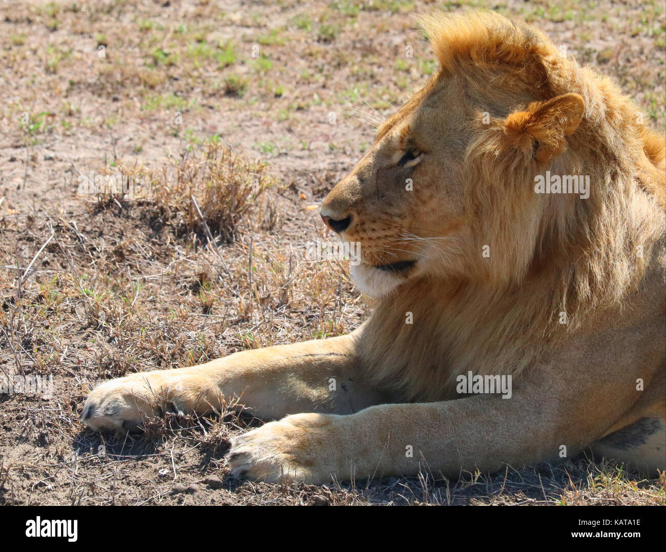 Wildlife photography masai mara hi-res stock photography and images - Alamy