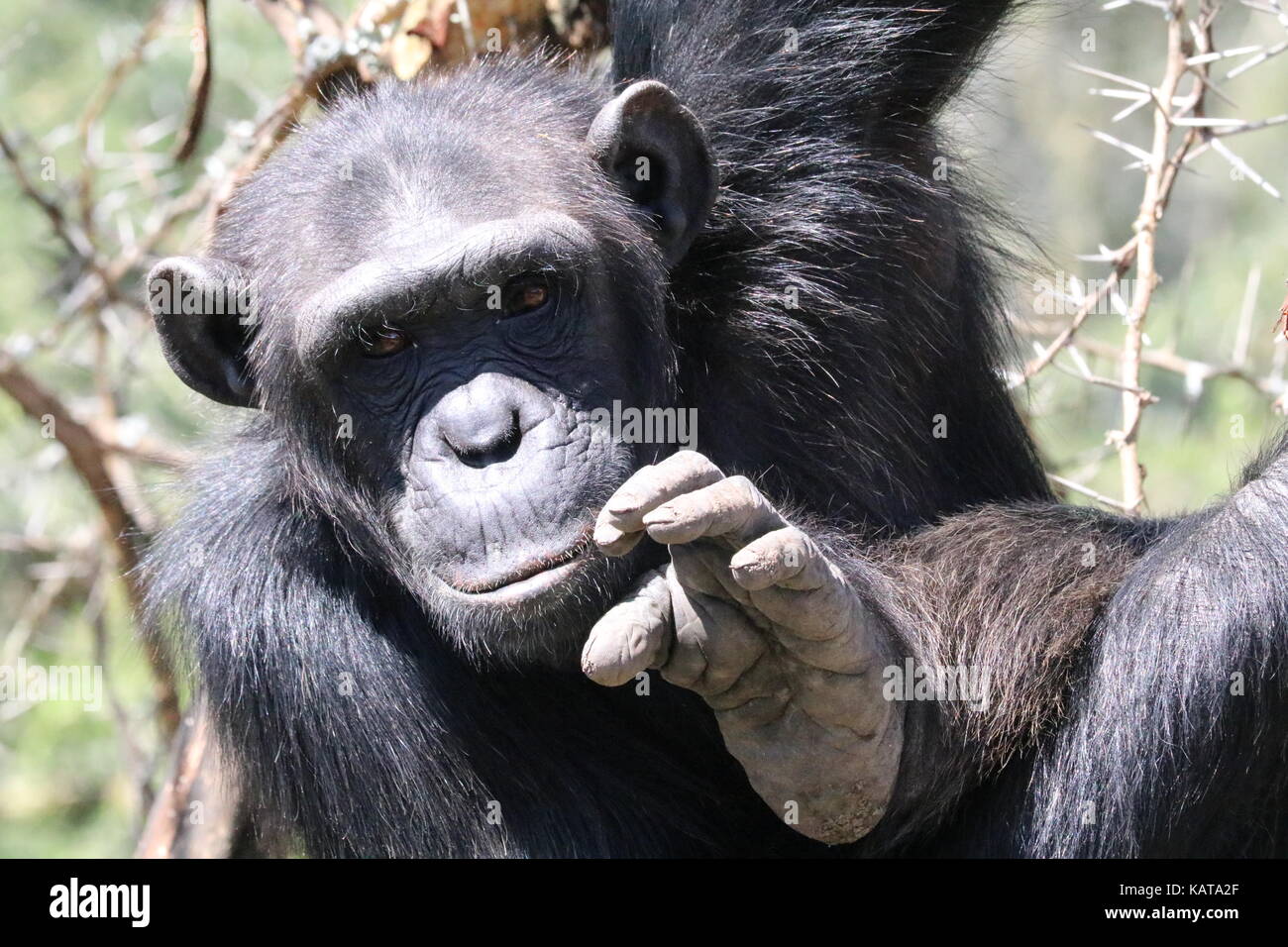Chimpanzee - The Sweetwaters Chimpanzee Sanctuary - Ol Pejeta Conservancy - Kenya Stock Photo