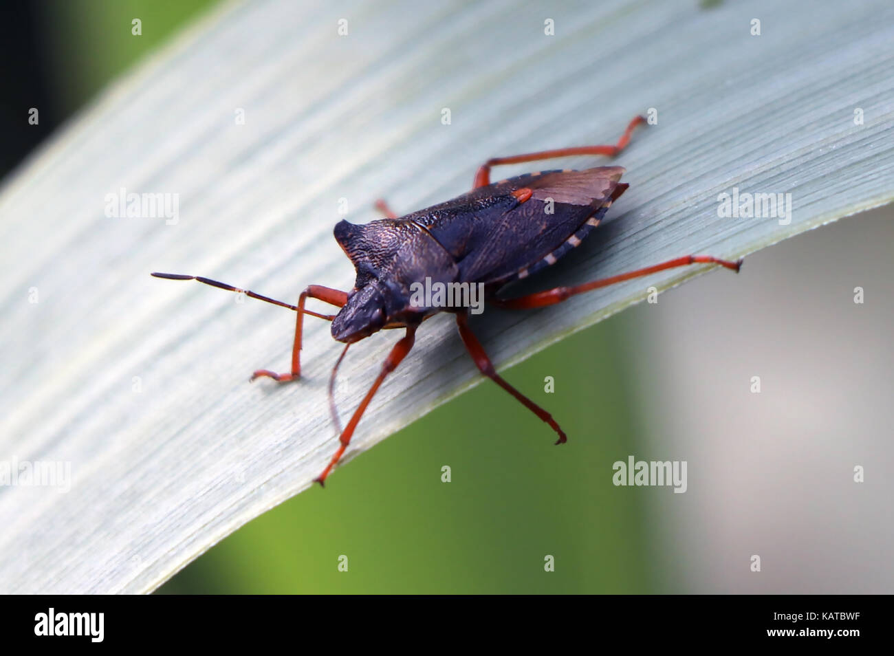 Tony bug hi-res stock photography and images - Alamy