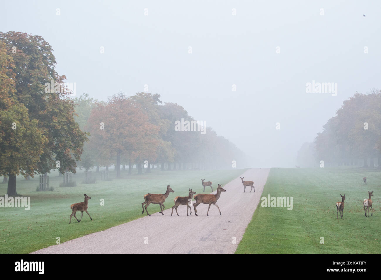 Windsor, UK. 27th September, 2017. Red deer cross the Long Walk in ...
