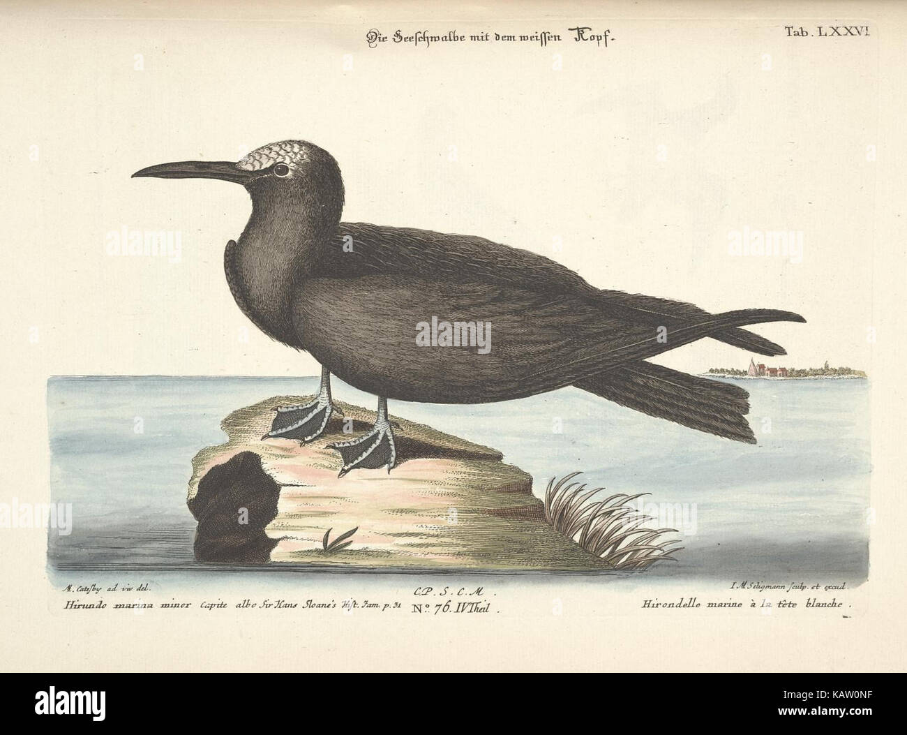 Verzameling van uitlandsche en zeldzaame vogelen (Tab. LXXVI) (8090405283) Stock Photo