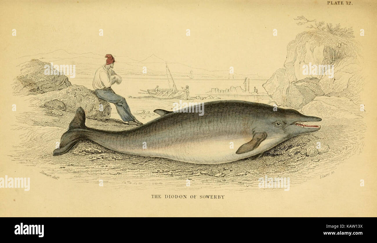 Whales anatomy hi-res stock photography and images - Alamy