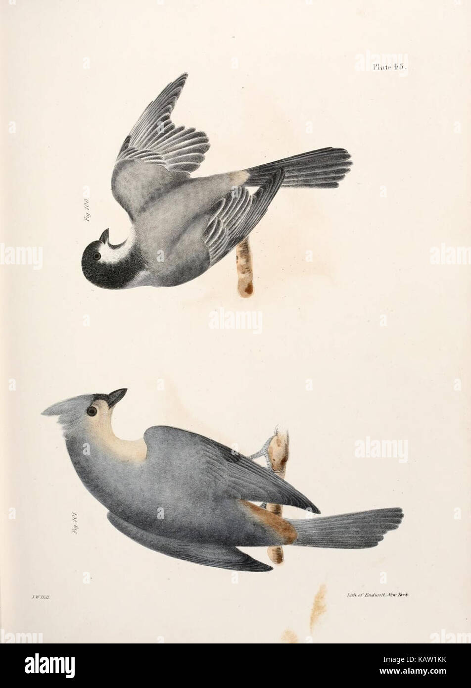 Zoology of New York (Plate 45) (7894677878 Stock Photo Alamy