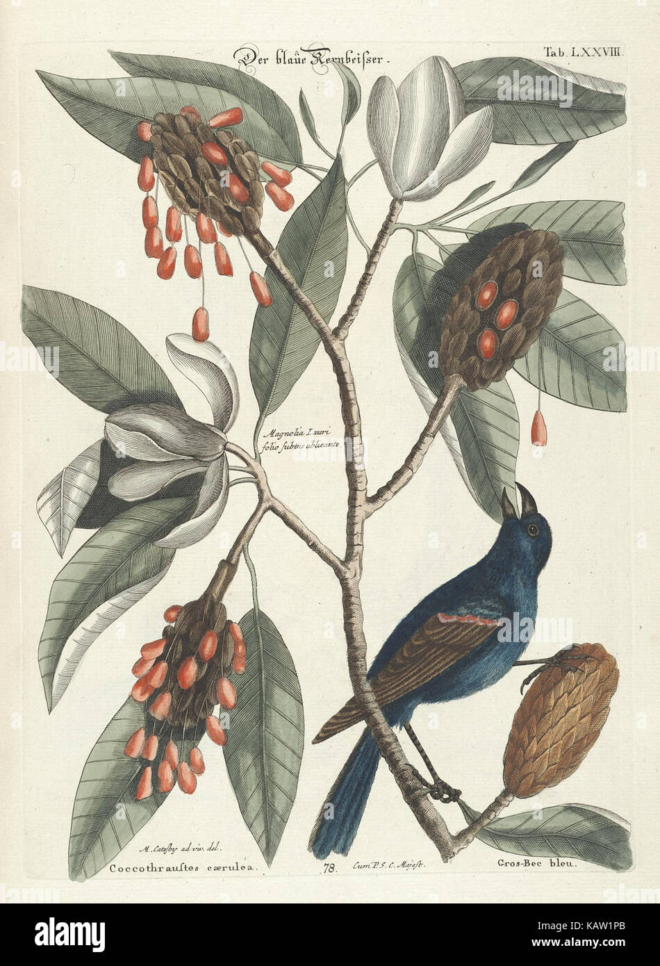 Foreign Birds A detailed collection of rare and foreign bird species, as illustrated ...