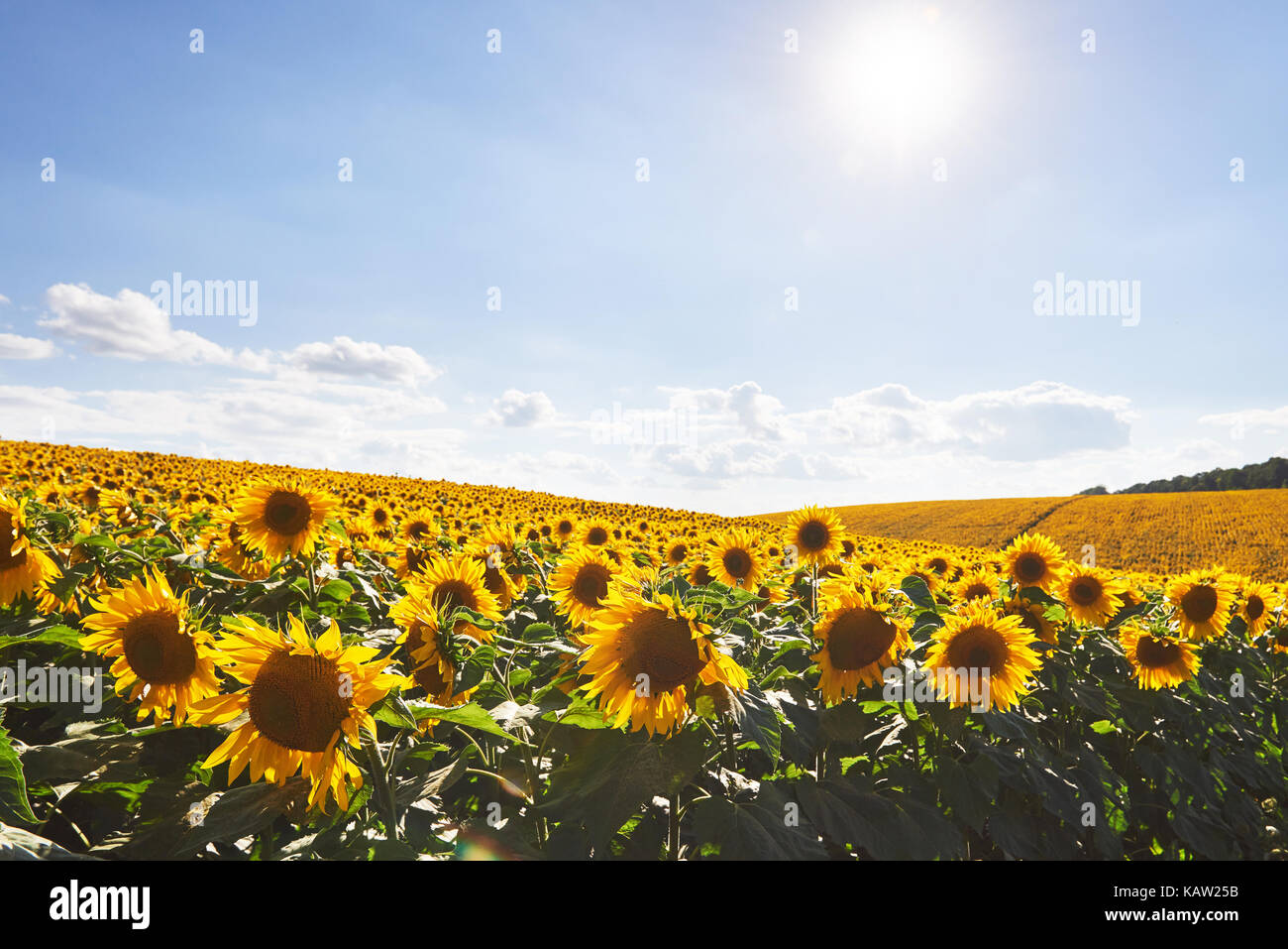 Sunflower field with cloudy blue sky Stock Photo - Alamy