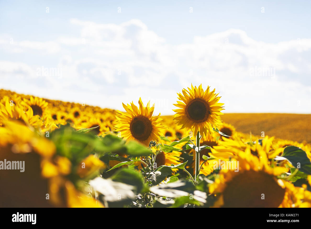 Sunflower field with cloudy blue sky Stock Photo - Alamy