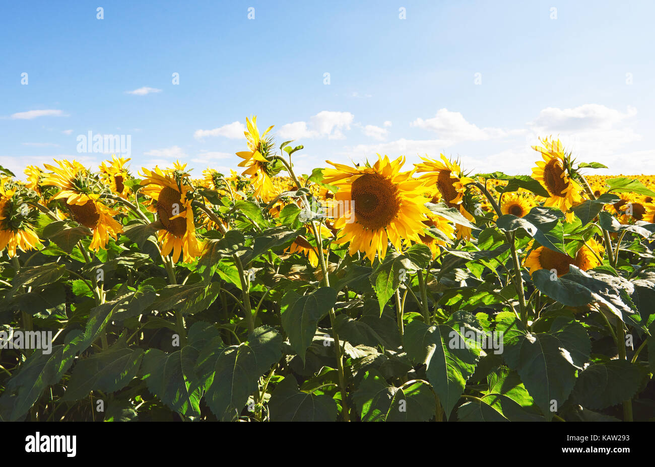 Sunflower field with cloudy blue sky Stock Photo - Alamy