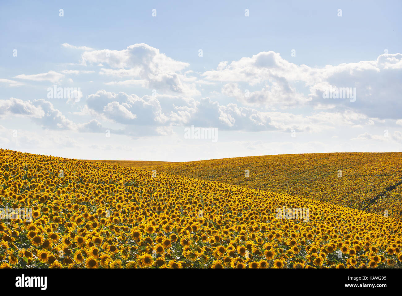 Sunflower field with cloudy blue sky Stock Photo - Alamy