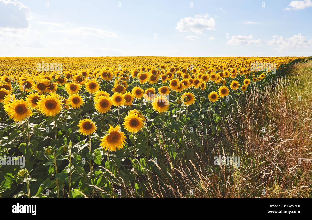 Sunflower field with cloudy blue sky Stock Photo - Alamy
