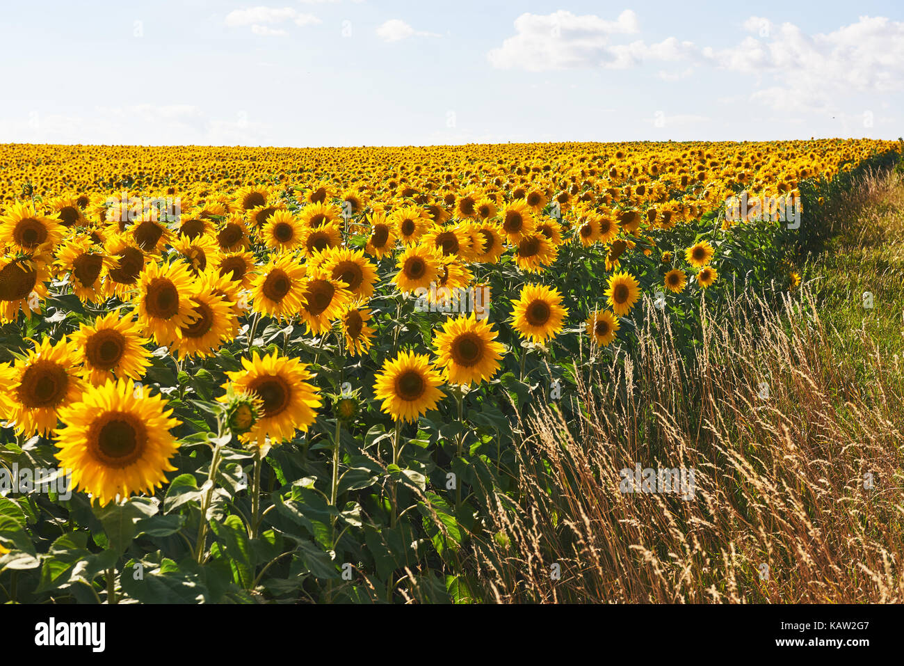 Sunflower field with cloudy blue sky Stock Photo - Alamy