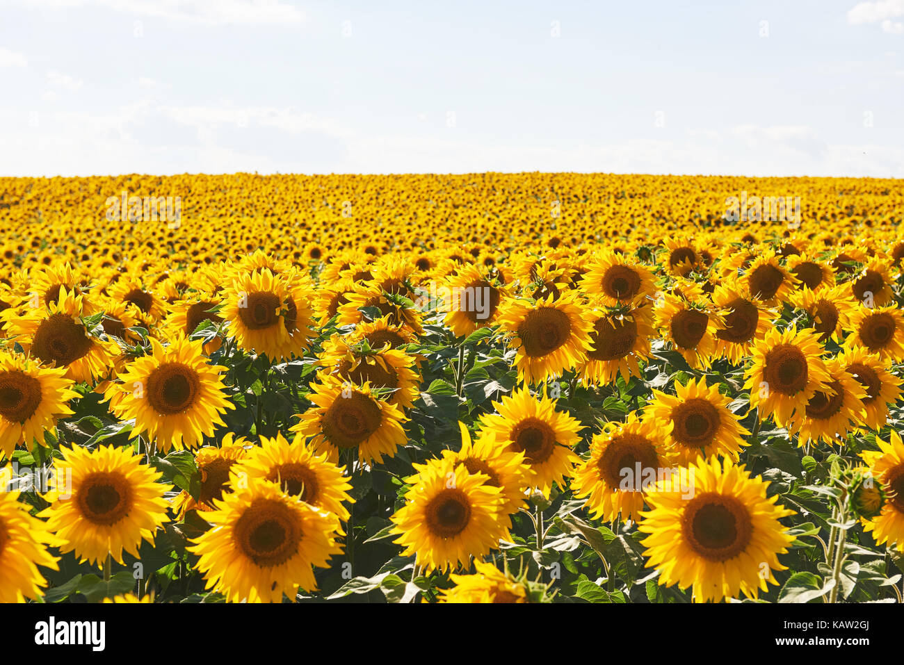 Sunflower field with cloudy blue sky Stock Photo - Alamy