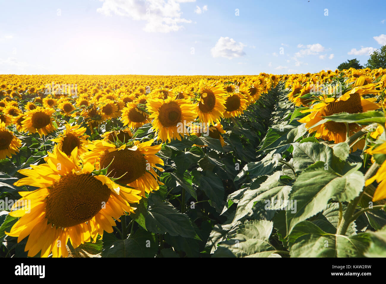 Sunflower field with cloudy blue sky Stock Photo - Alamy