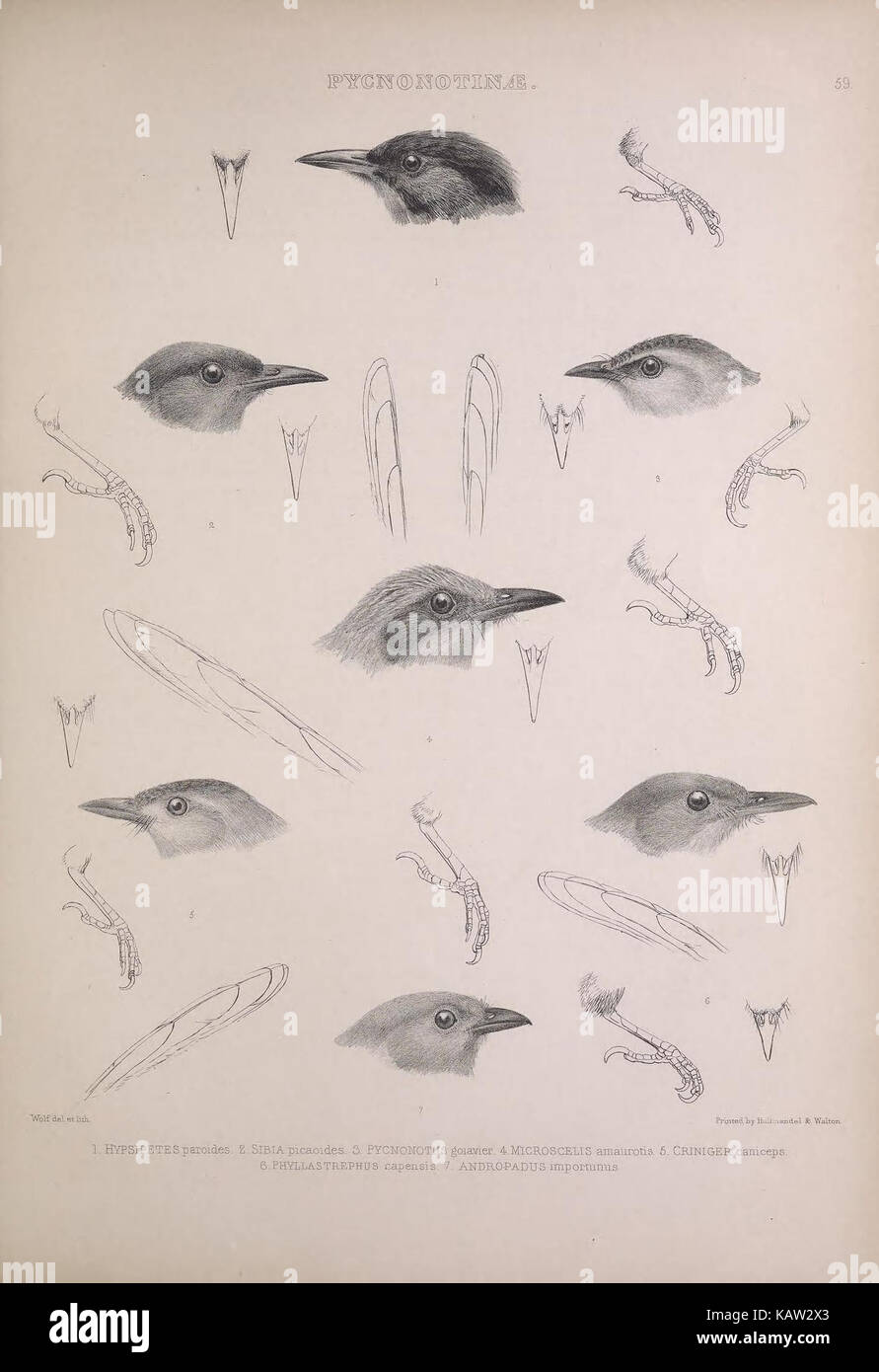 Classification in avian taxonomy hi-res stock photography and images ...
