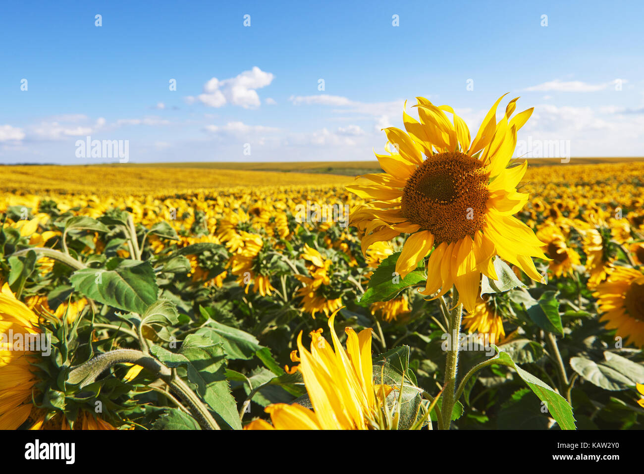 Sunflower field with cloudy blue sky Stock Photo - Alamy