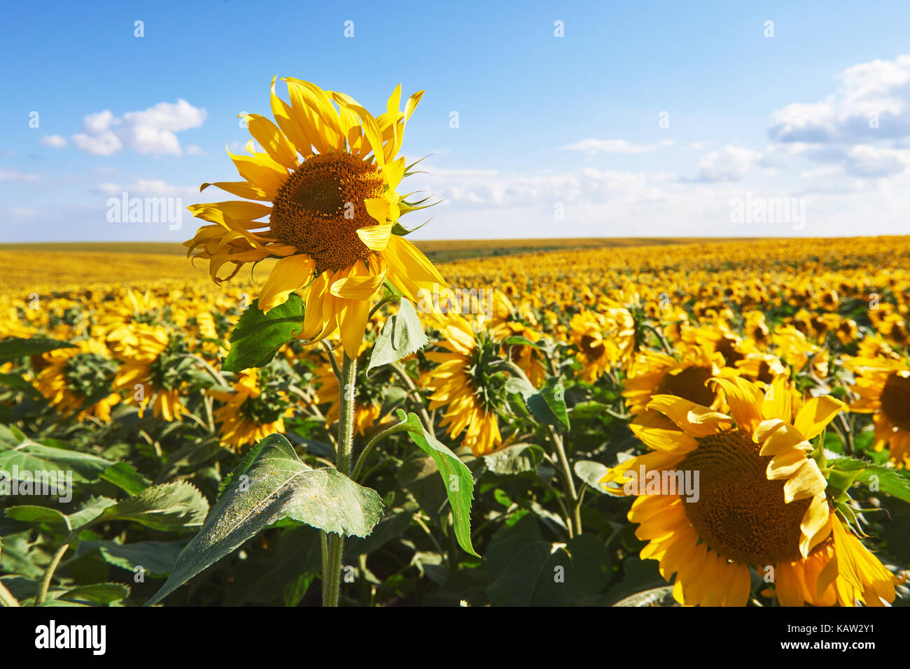 Sunflower field with cloudy blue sky Stock Photo - Alamy