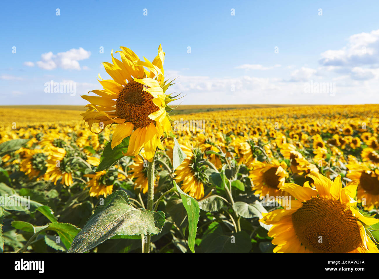 Sunflower field with cloudy blue sky Stock Photo - Alamy