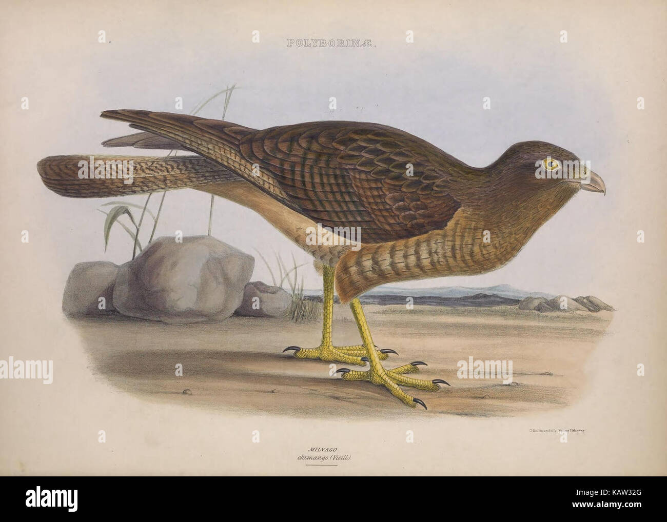 Classifications of birds hi-res stock photography and images - Alamy