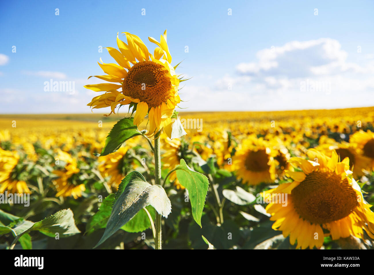 Sunflower field with cloudy blue sky Stock Photo - Alamy