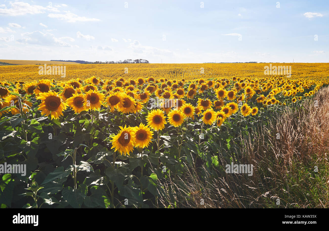 Sunflower field with cloudy blue sky Stock Photo - Alamy
