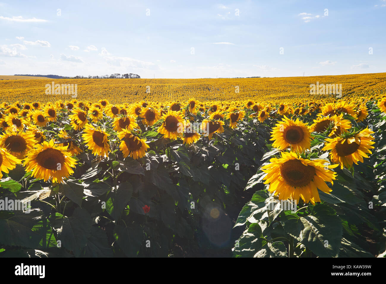Sunflower field with cloudy blue sky Stock Photo - Alamy