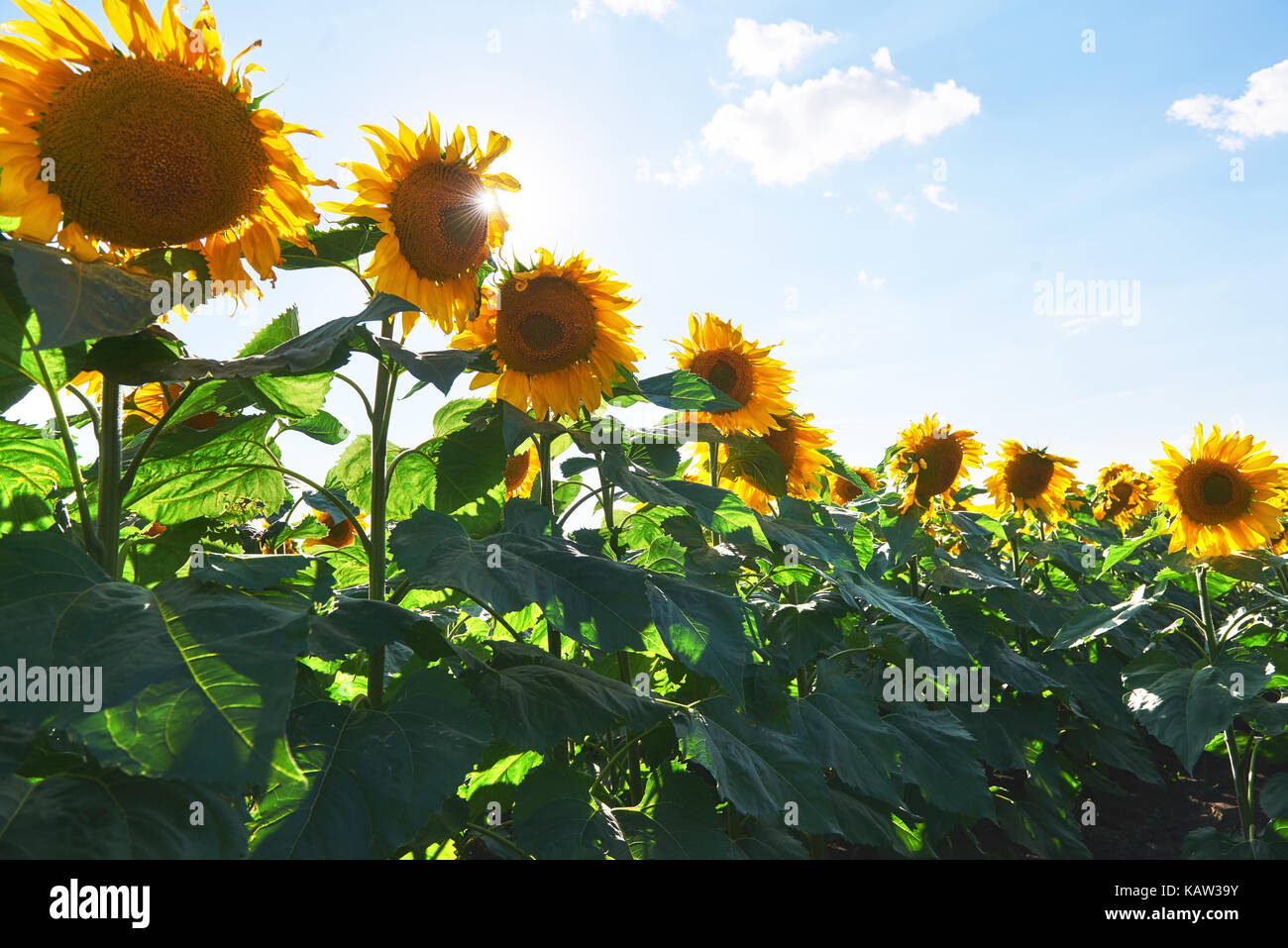 Sunflower field with cloudy blue sky Stock Photo - Alamy