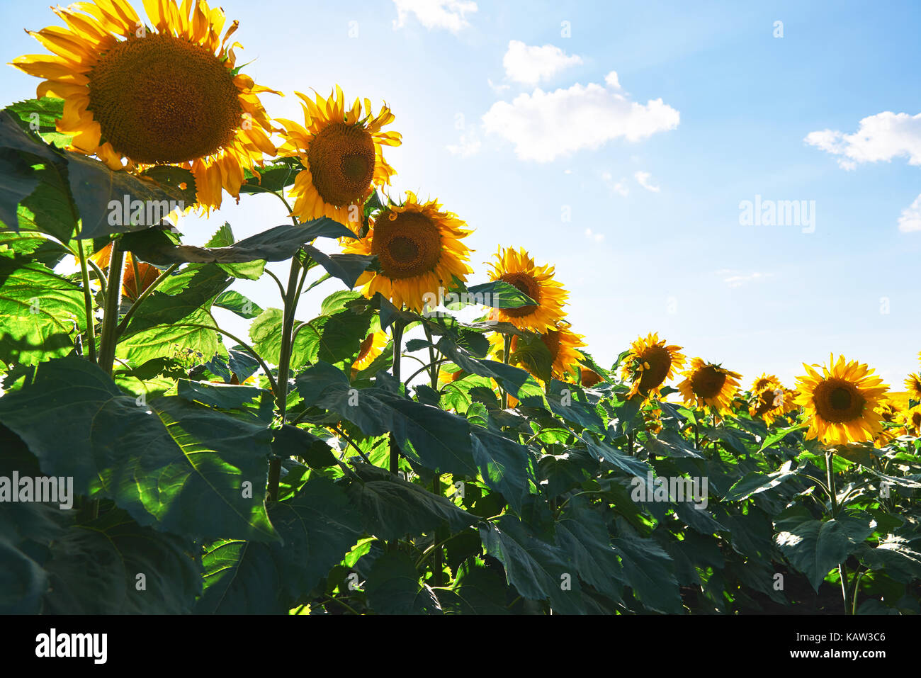 Sunflower field with cloudy blue sky Stock Photo - Alamy