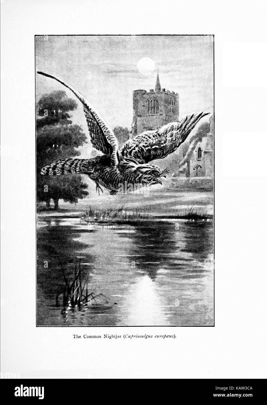 WWS War World Scenics WWScenics | 4mm Herbe Statique Éparse | 30g | WSG4-038 | Matériel Pour Maquette Réaliste