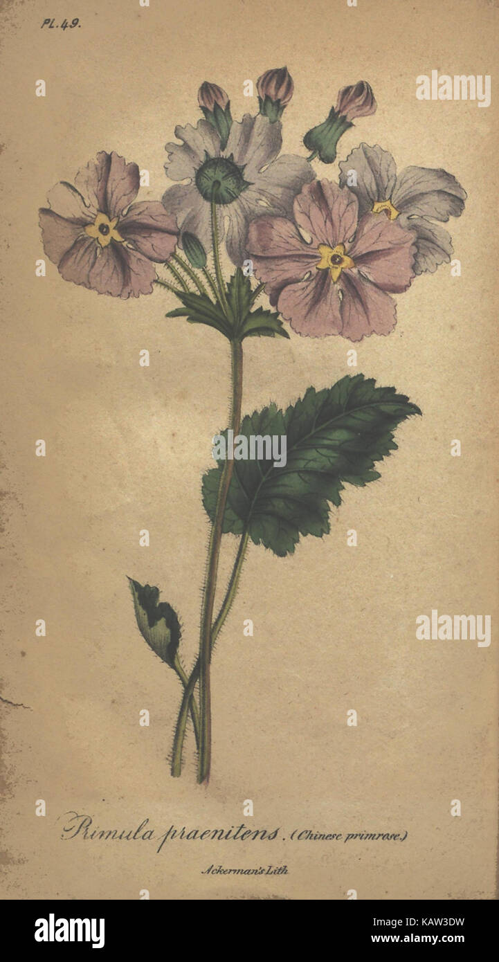 This illustration from 'The Illustrated Botany' features botanical ...