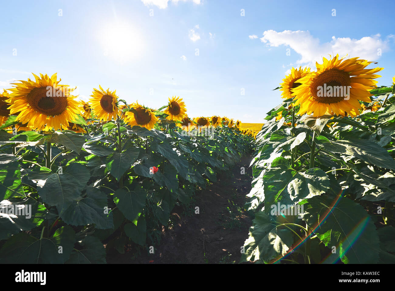 Sunflower field with cloudy blue sky Stock Photo - Alamy