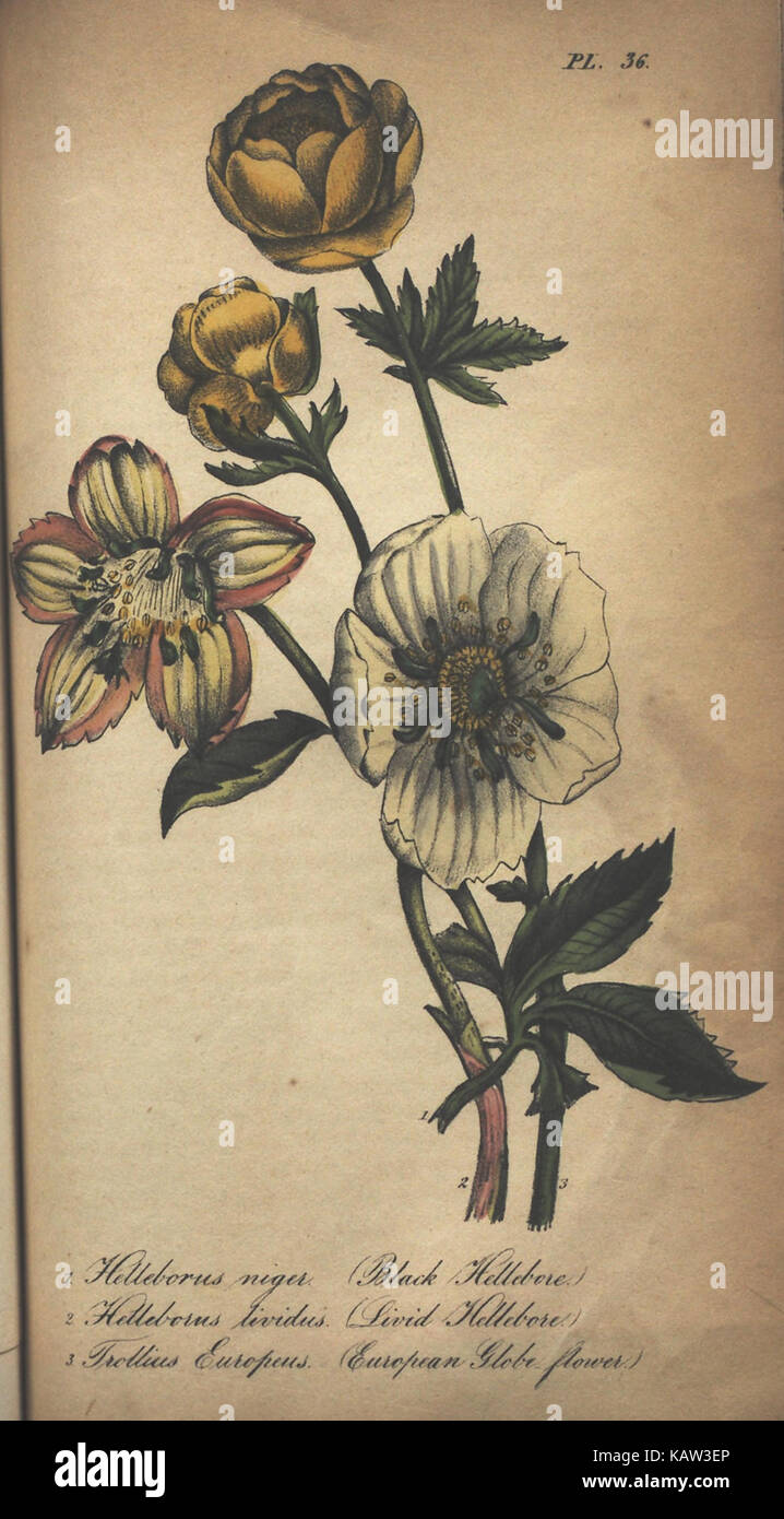 Illustrated botanical study hi-res stock photography and images - Alamy