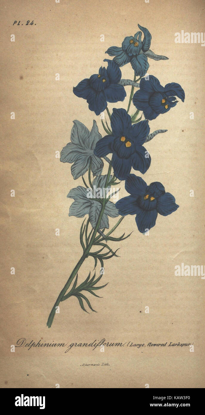 Illustrated botanical specimens hi-res stock photography and images - Alamy