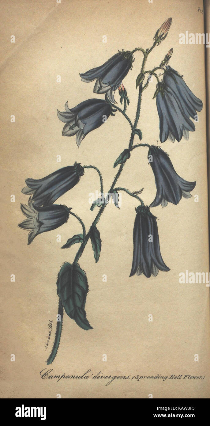 Illustrated botanical study hi-res stock photography and images - Alamy