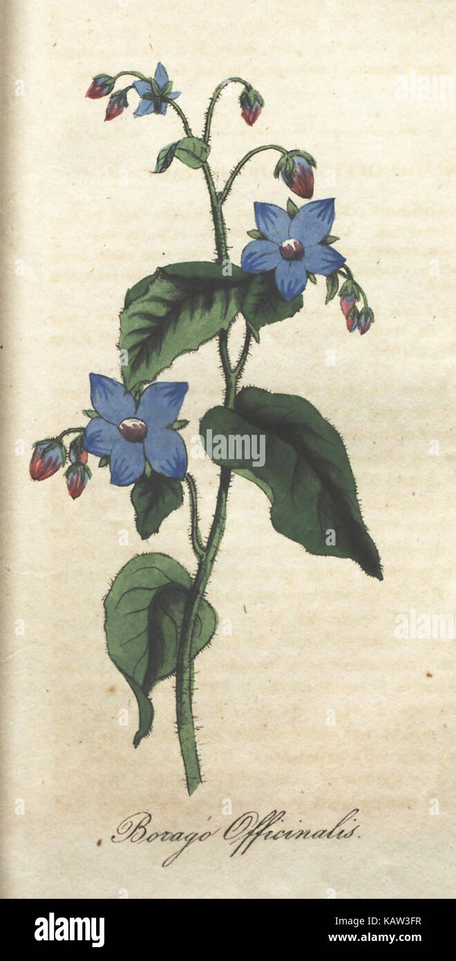 Illustrated botanical study hi-res stock photography and images - Alamy