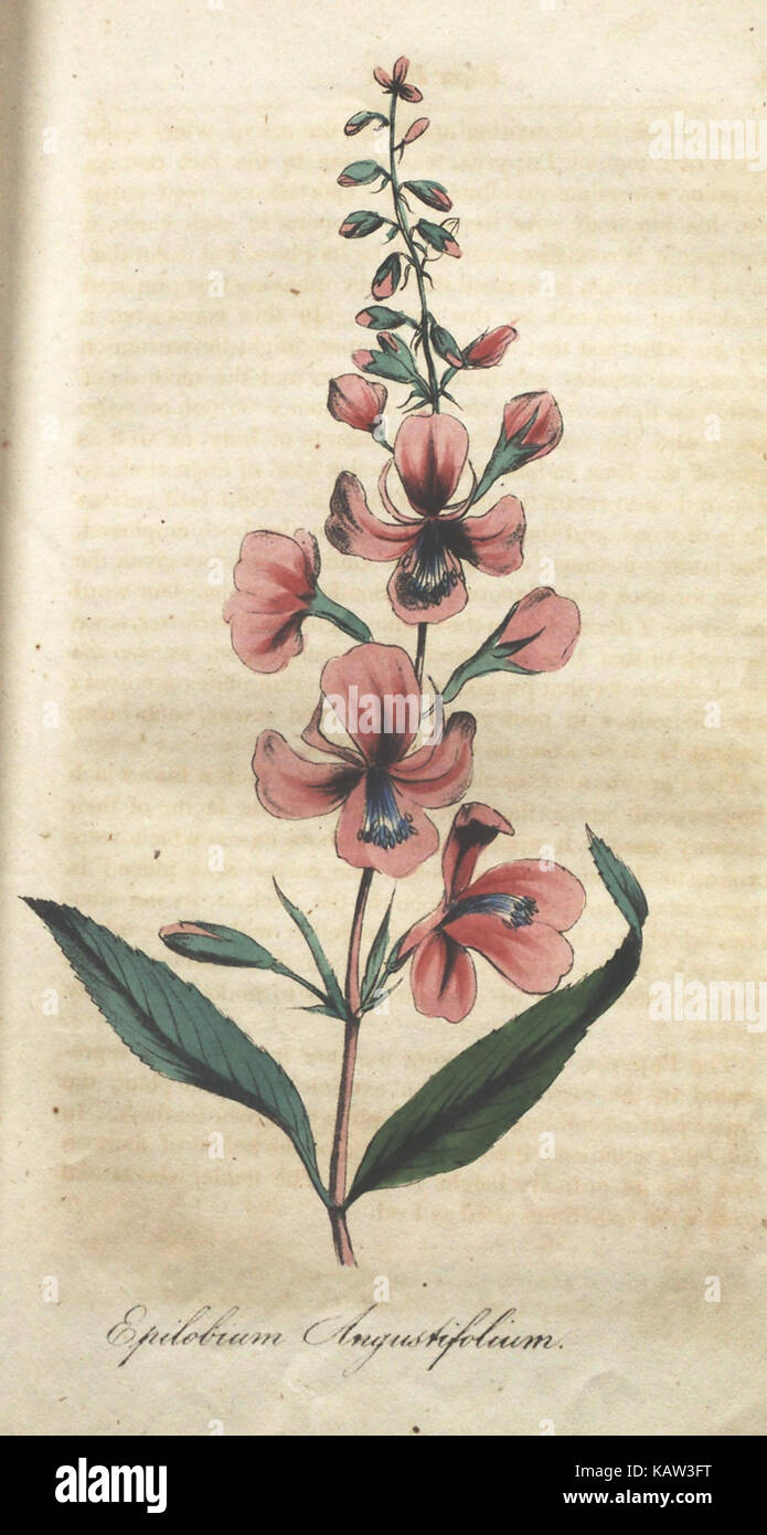 Illustrated botanical reference hi-res stock photography and images - Alamy