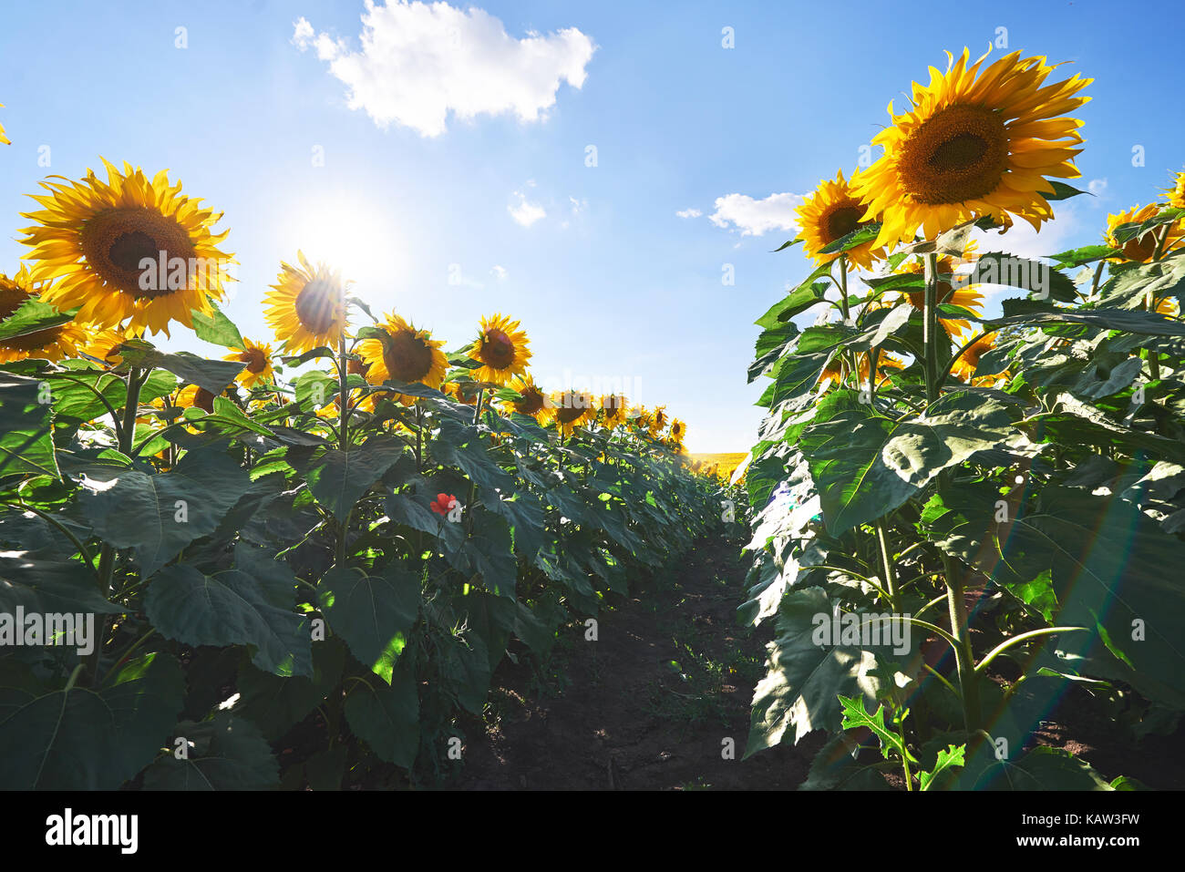 Sunflower field with cloudy blue sky Stock Photo - Alamy