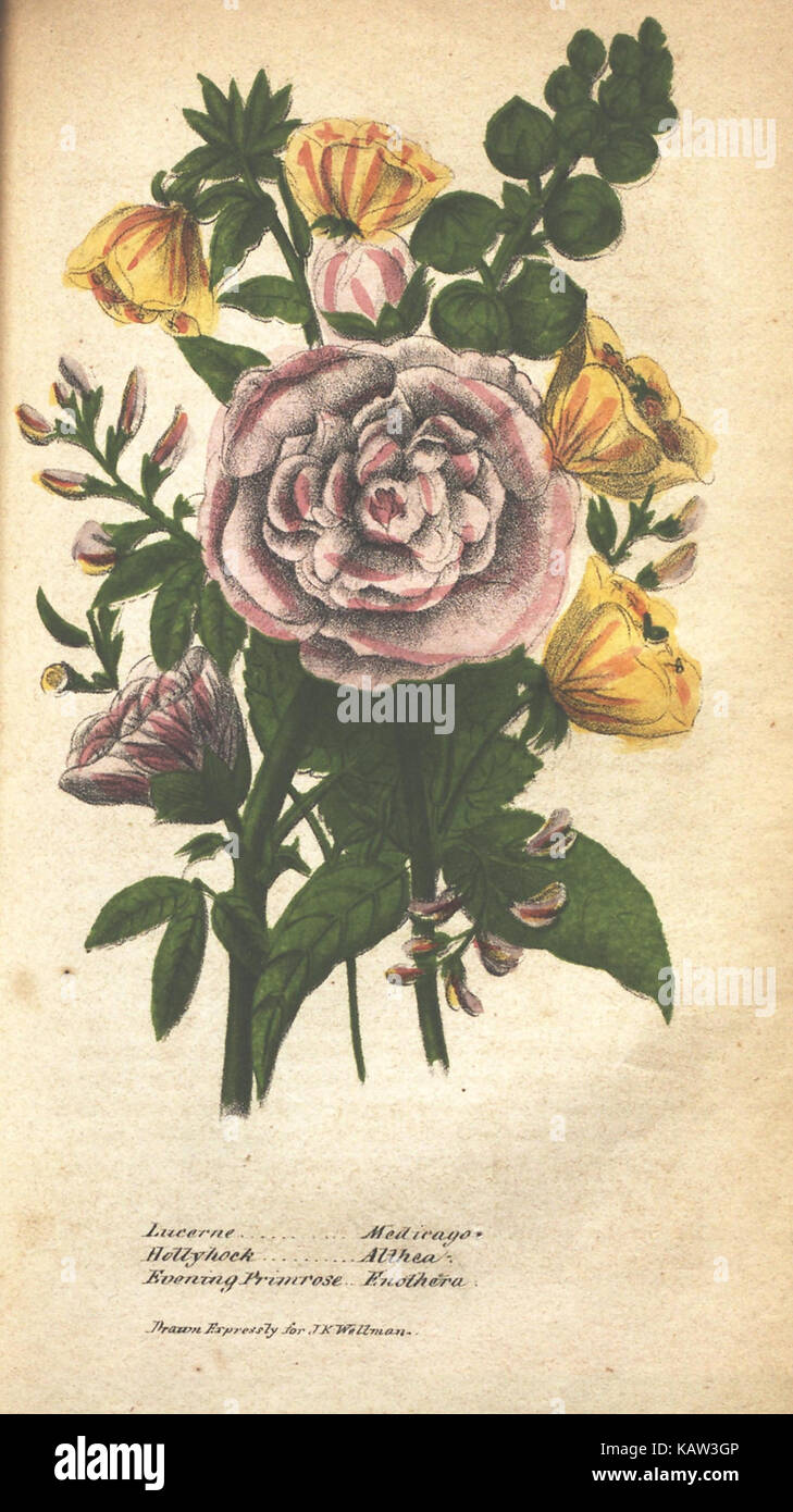 Illustrated botanical works hi-res stock photography and images - Alamy