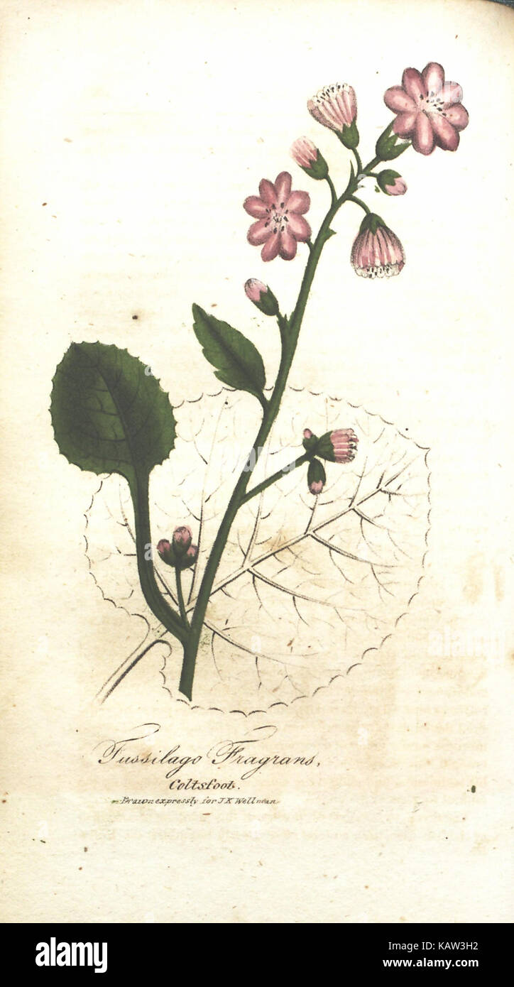 Illustrated botanical specimens hi-res stock photography and images - Alamy
