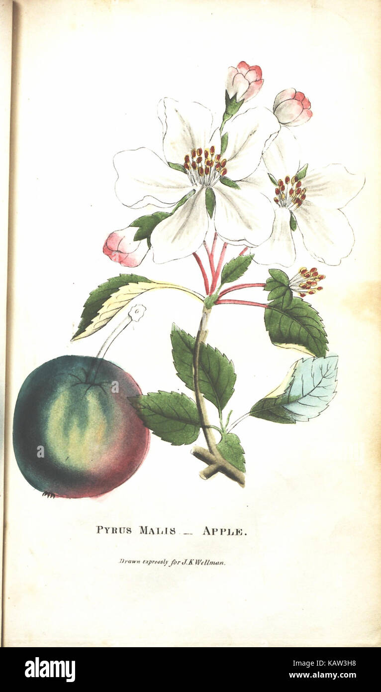 Illustrated botanical guide features hi-res stock photography and ...