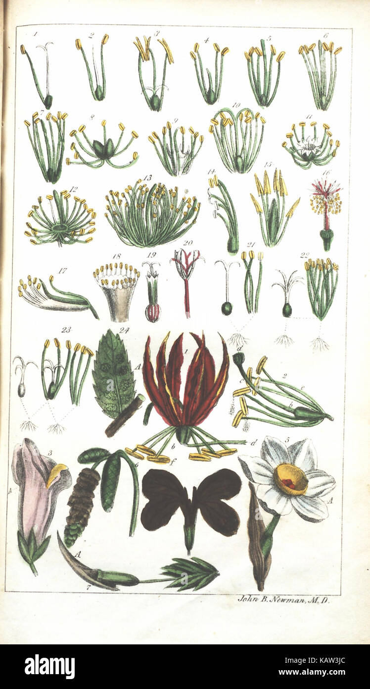 Illustrated plant species hi-res stock photography and images - Alamy
