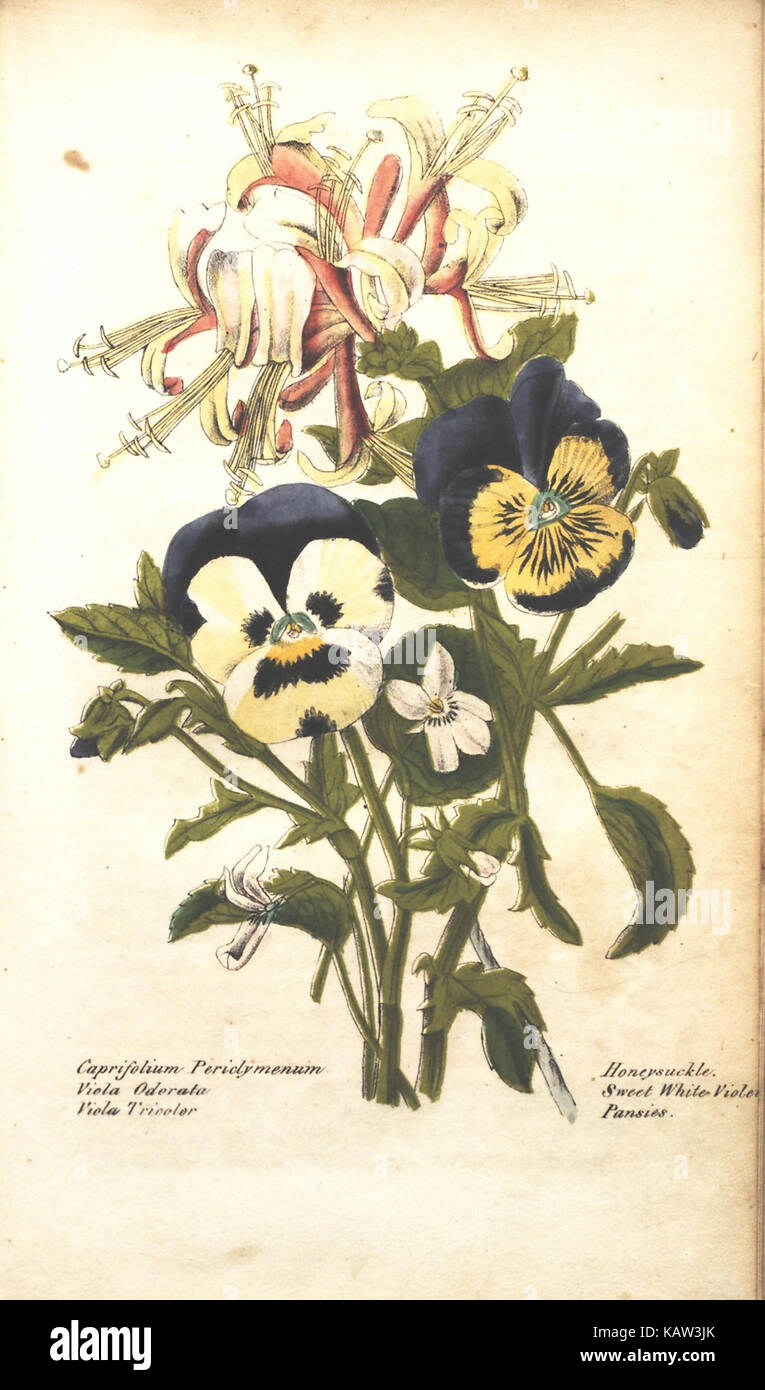 Illustrated species hi-res stock photography and images - Alamy