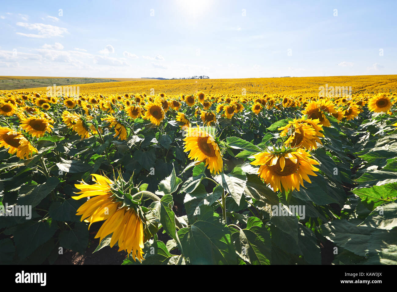 Sunflower field with cloudy blue sky Stock Photo - Alamy
