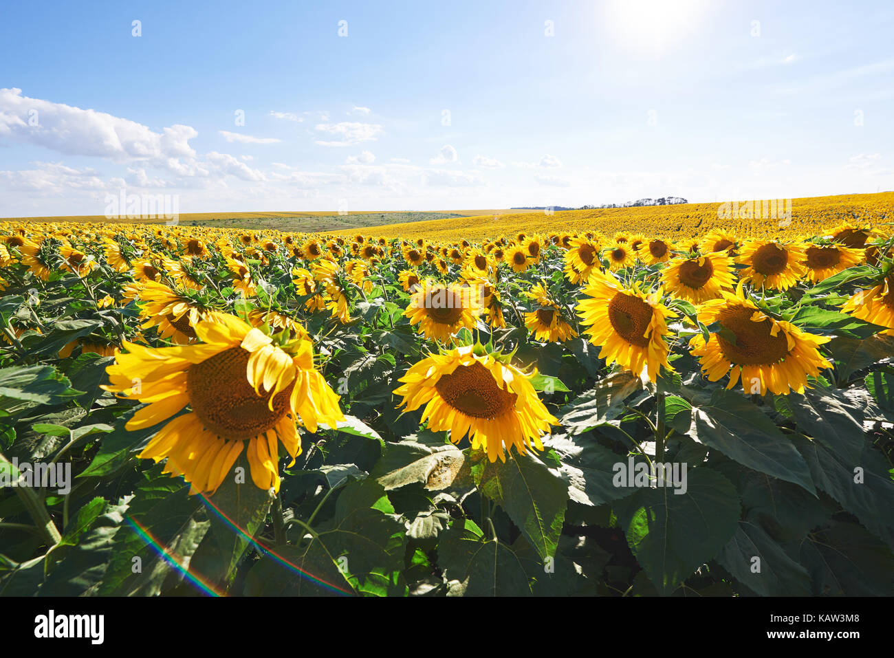 Sunflower field with cloudy blue sky Stock Photo - Alamy