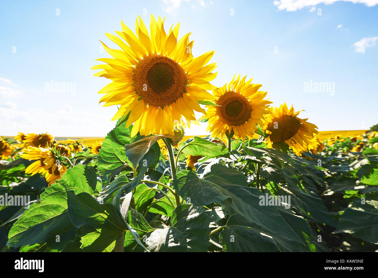 Sunflower field with cloudy blue sky Stock Photo - Alamy