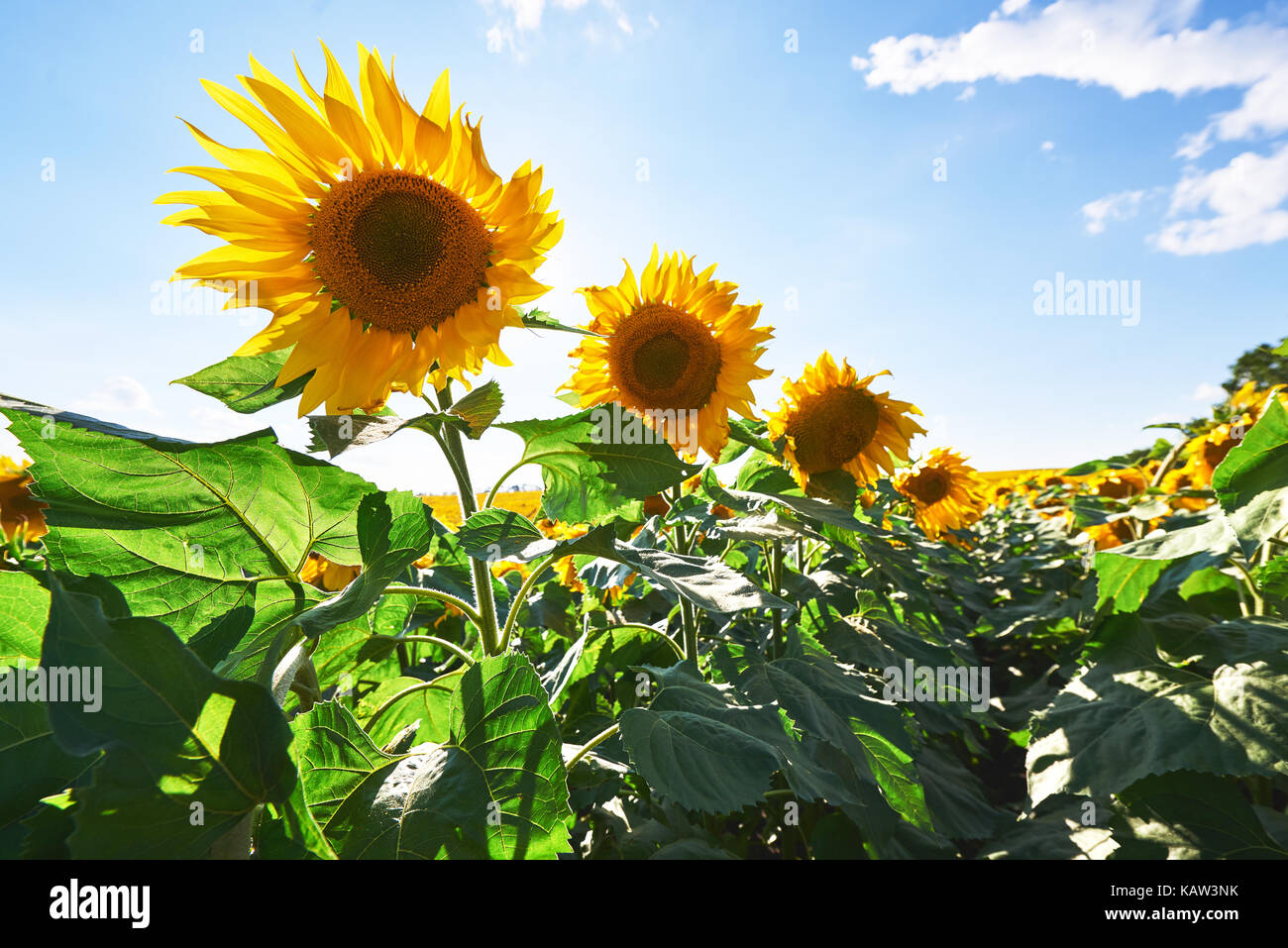 Sunflower field with cloudy blue sky Stock Photo - Alamy