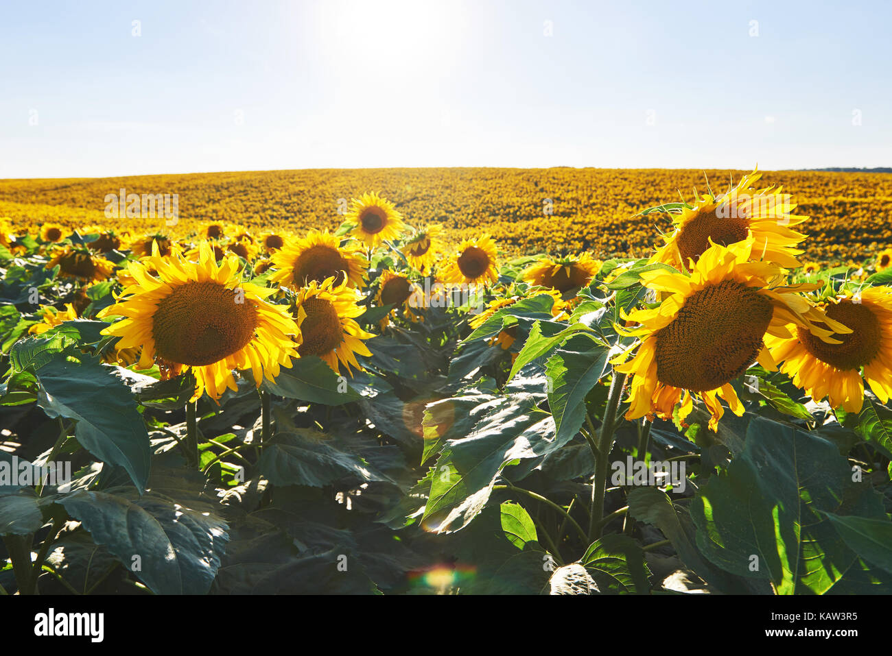 Sunflower field with cloudy blue sky Stock Photo - Alamy