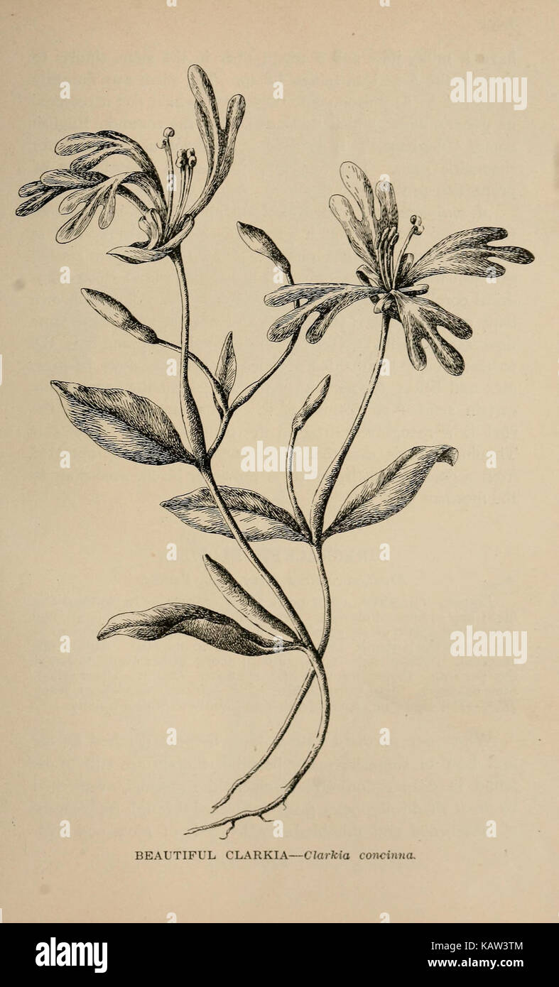 Californias native flora hi-res stock photography and images - Alamy