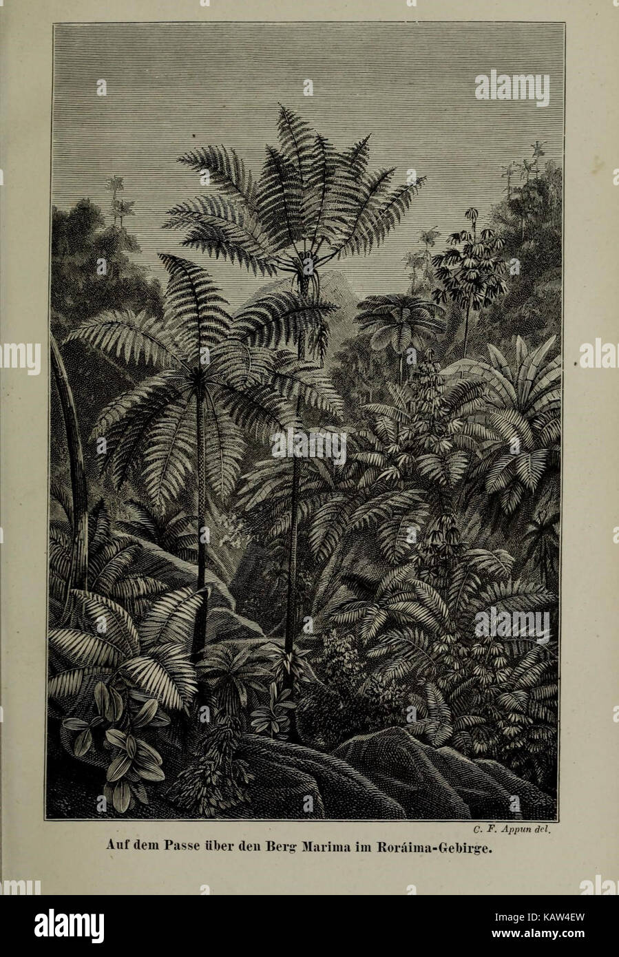 Unter den tropen (12306884866 Stock Photo - Alamy